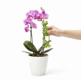 NM Store® Kurbağa Şeklinde Bitki Sabitleyici – Bahçe ve İç Mekan Bitkileri İçin Dal ve Gövde Destek Aparatı, Çok Amaçlı Bitki Tutucu Klips