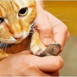 NM Store® Evcil Hayvan Tırnak Makası Ve Törpü Seti Manikür Pedikür Pati Bakım Aleti Kaymaz Sap